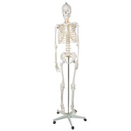Lidská kostra v životní velikosti, anatomický model, 1:1, 180 cm